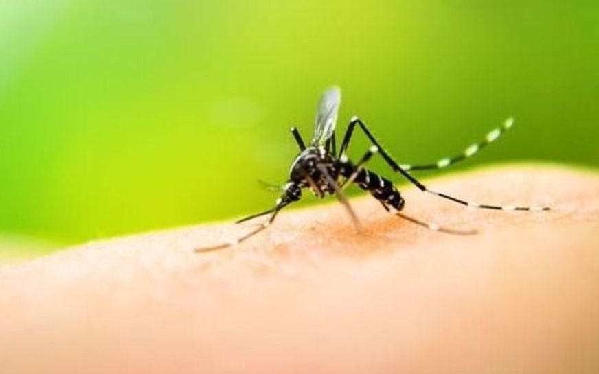 Confirmaron tres casos de dengue en La Plata: aclaran que "no hay brote"