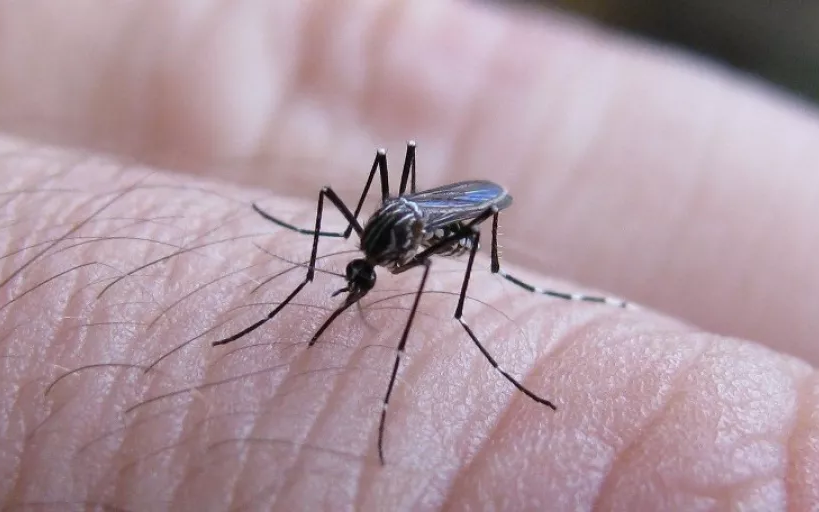 Dengue: confirman seis casos y un fallecido en La Plata
