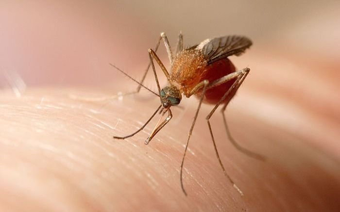 ¿Se puede hablar de brote de dengue en La Plata?: la explicación de expertos
