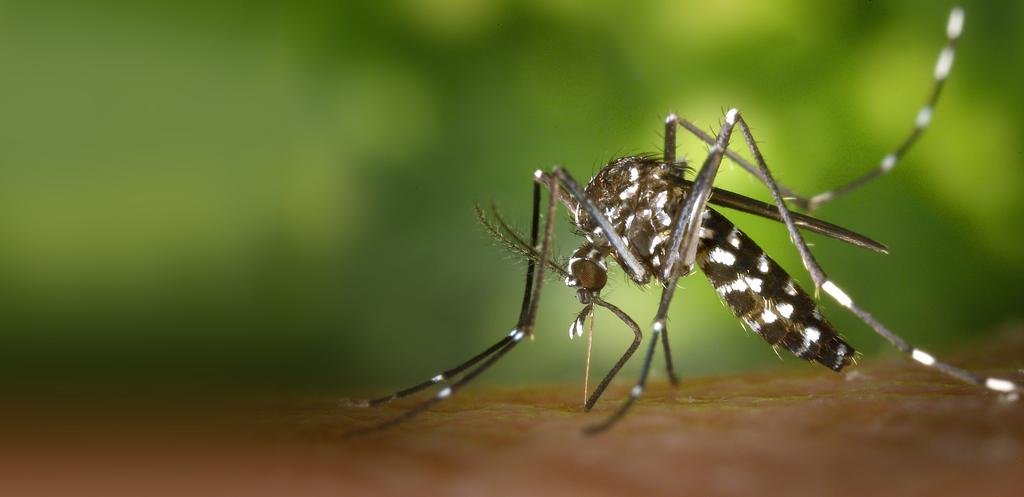 Dengue: aseguran que el brote está en su “pico máximo”