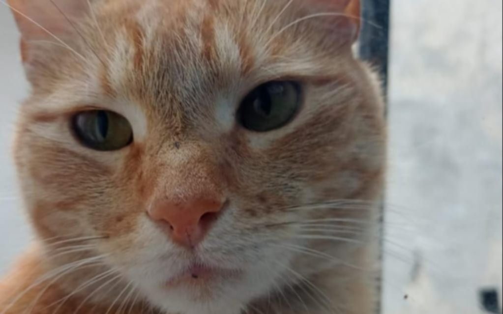 Buscaban un gatito perdido en La Plata y apareció envenenado: "Cornalito era muy querido"