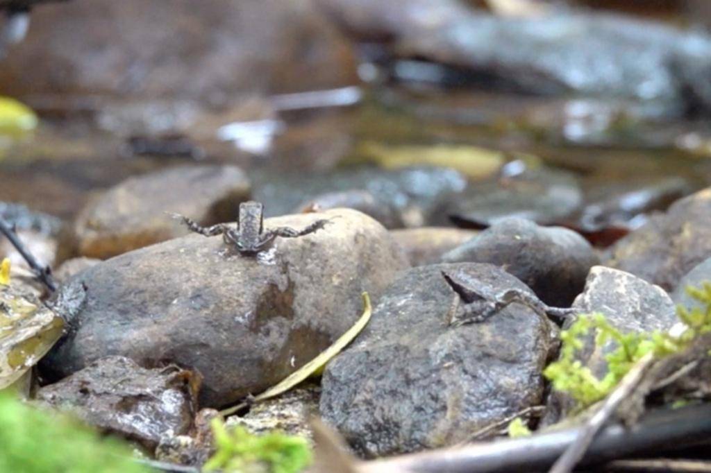 Si no tienen la posibilidad de croar, las ranas se ponen a “bailar” para ahuyentar a sus rivales