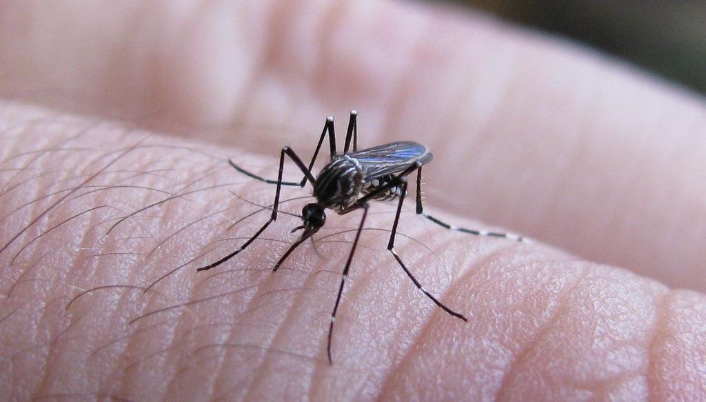 En plena alarma por el dengue, faltan vacunas