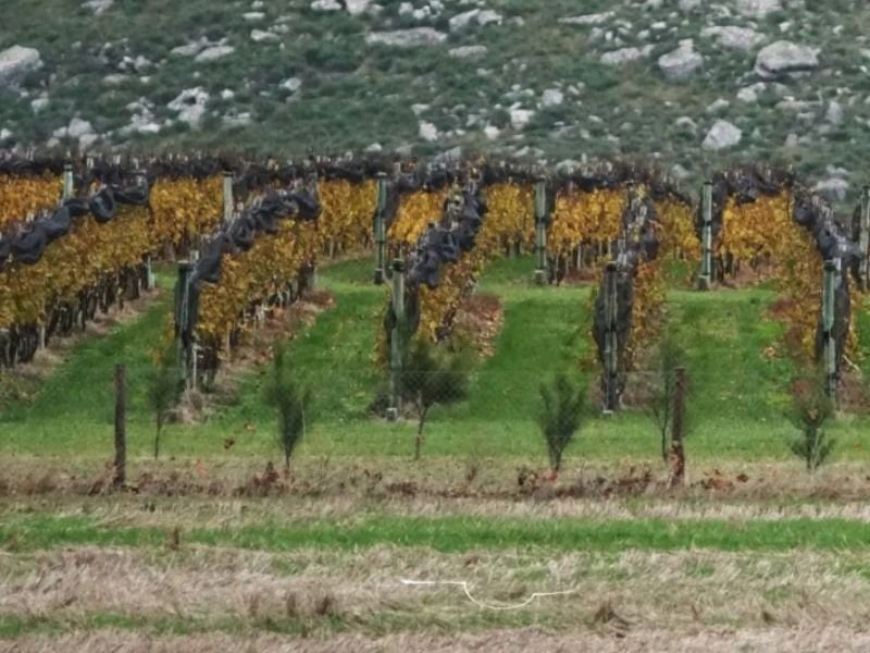 Buenos Aires: El cultivo del vino crece de forma lenta