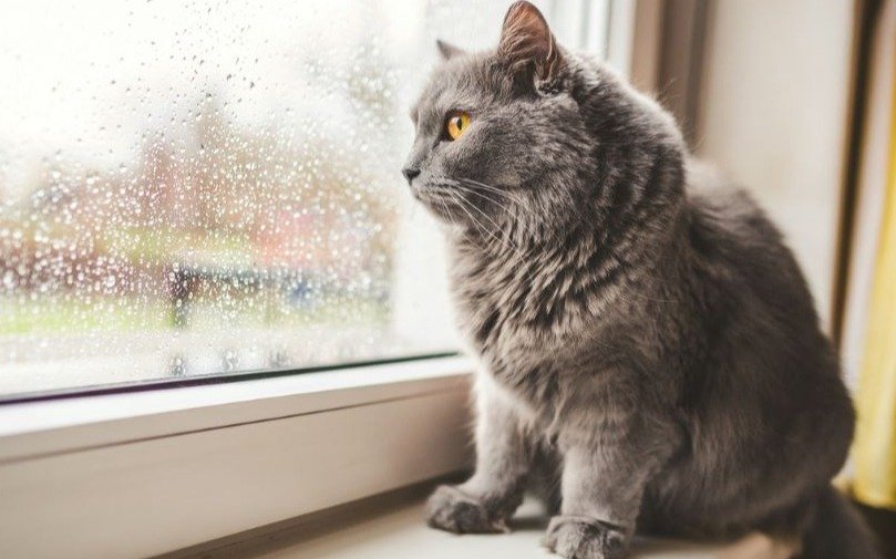 Paró de llover en La Plata y sube la temperatura: el tiempo para este finde