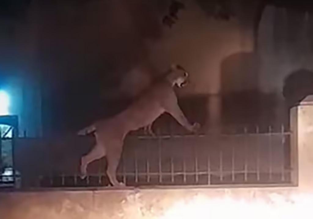 Manejaba por Necochea y casi choca con un puma