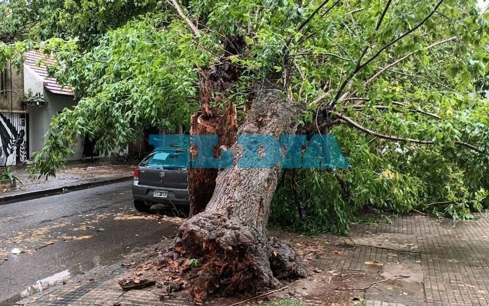 Fotos | La tormenta volvió a castigar a La Plata: árboles caídos y calles anegadas