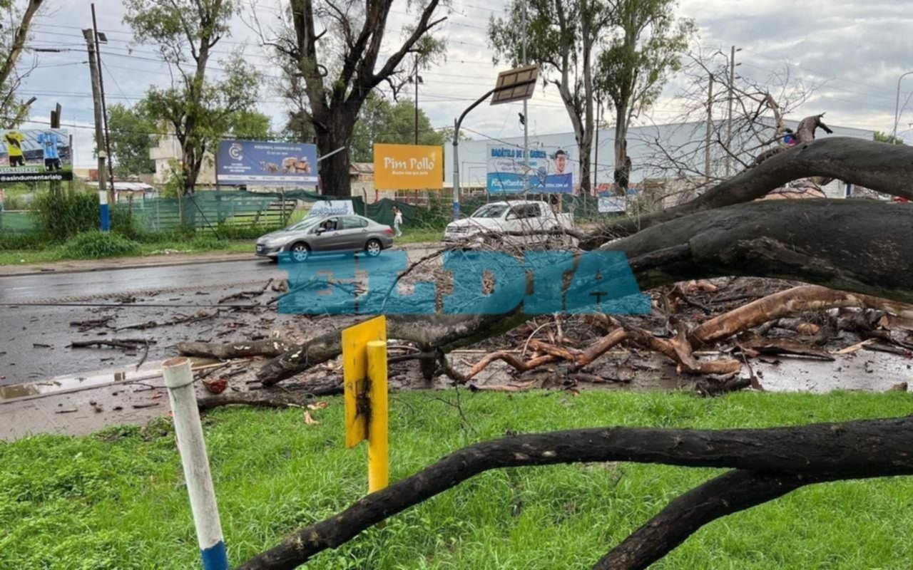 Se desplomó un árbol en el Bosque y casi aplasta a un joven en bicicleta: zafó de milagro