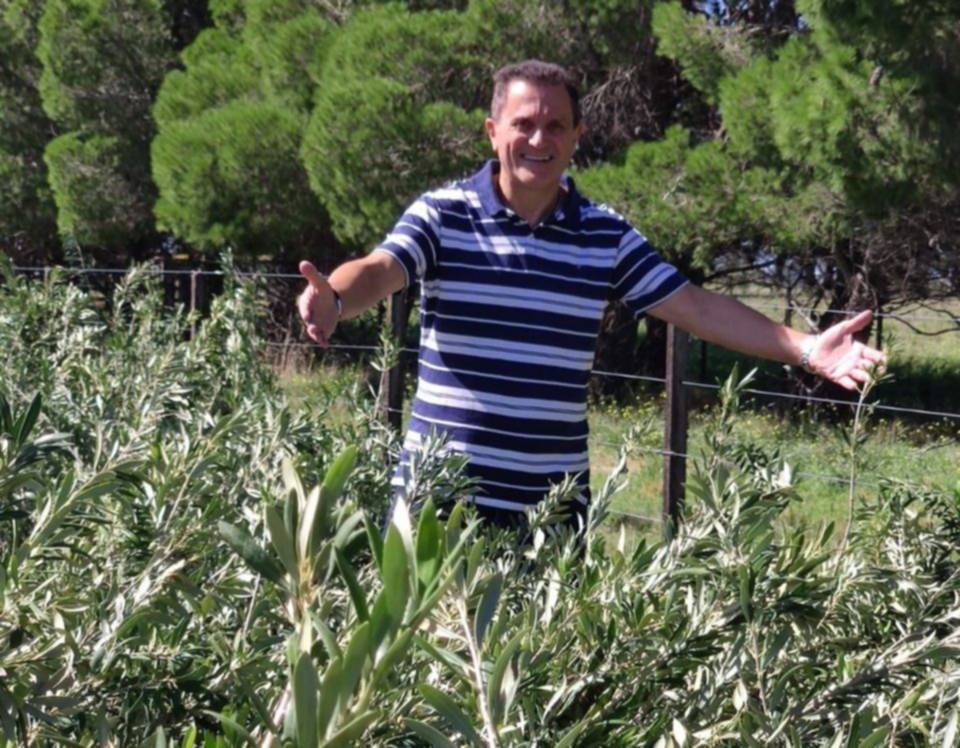¿Cuántos kilos de aceitunas contiene un litro de AOVE?