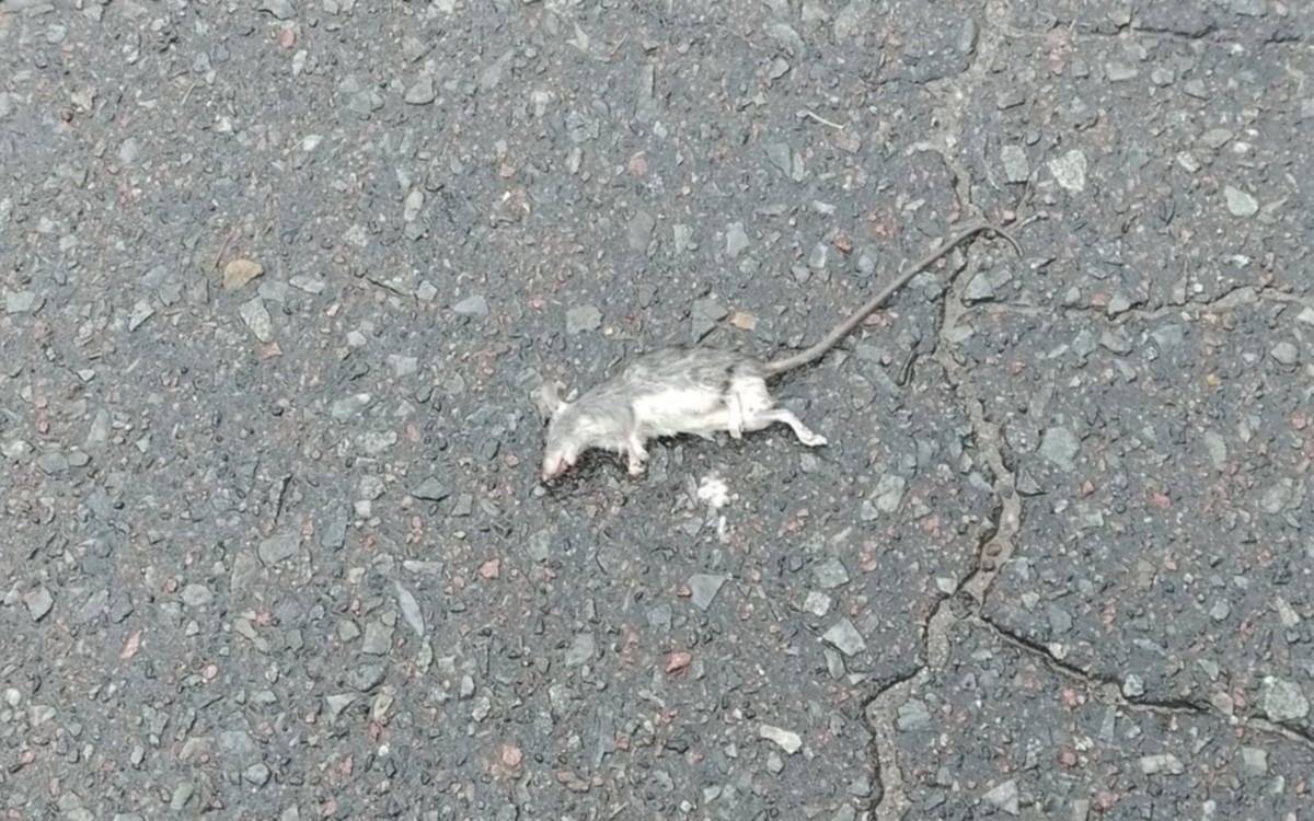 Ratas muertas, pastizales y basura en un sector de Villa Elvira