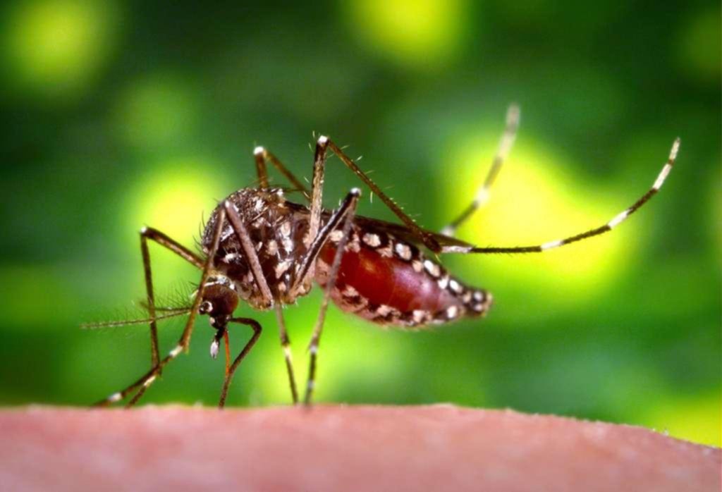 El brote de dengue, indetenible: se duplicaron los casos en la Ciudad
