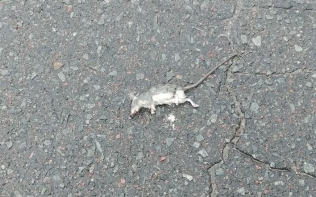 Ratas, pastizales y basura en un sector de Villa Elvira