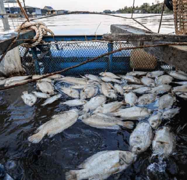 El río que es una verdadera amenaza para los peces