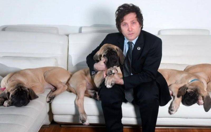 Revelan dónde están los perros de Milei: cómo viven los mastines del Presidente