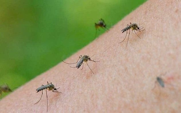 Los mosquitos vuelven a invadir La Plata y hay alerta por el dengue: en qué barrios fumigan este martes