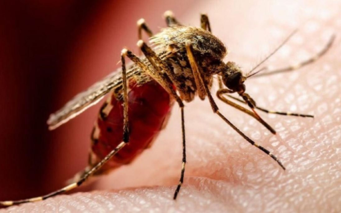 Llegó el frío a La Plata... ¿se va o se queda el mosquito del dengue?: la explicación de una experta