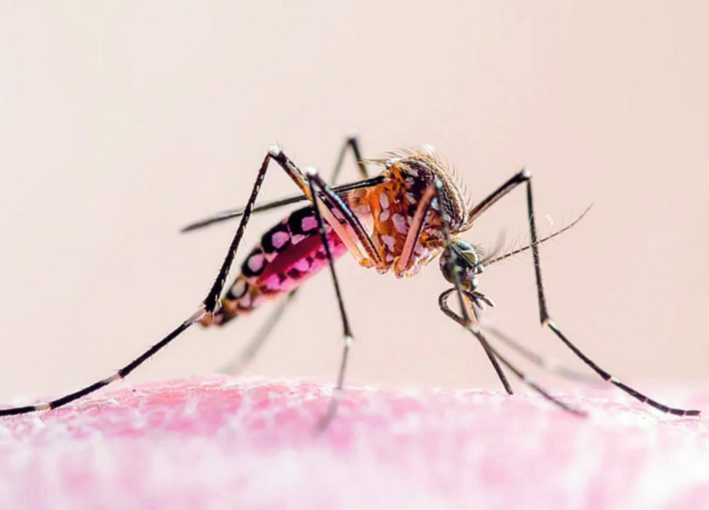 Dengue: el brote actual alcanza dimensiones históricas