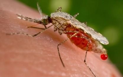 La Plata, invadida por mosquitos y en guardia por el dengue: en qué barrios fumigan este lunes
