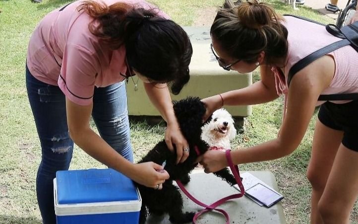 Vacunan gratis a perros y gatos en La Plata: en qué barrios estará el móvil veterinario esta semana