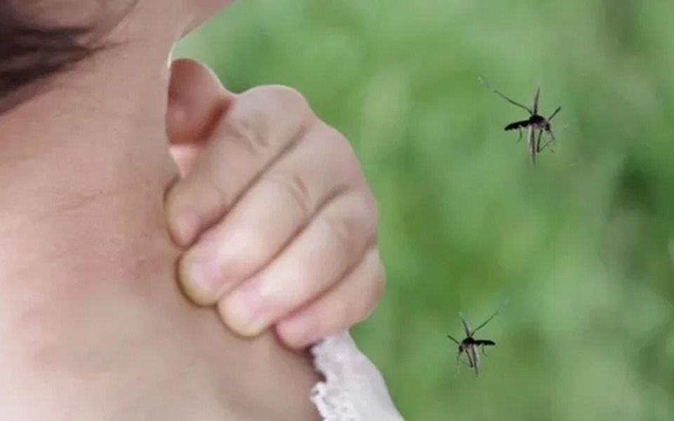 Hay nubes de mosquitos y alarma el cuadro sanitario por el dengue en el país