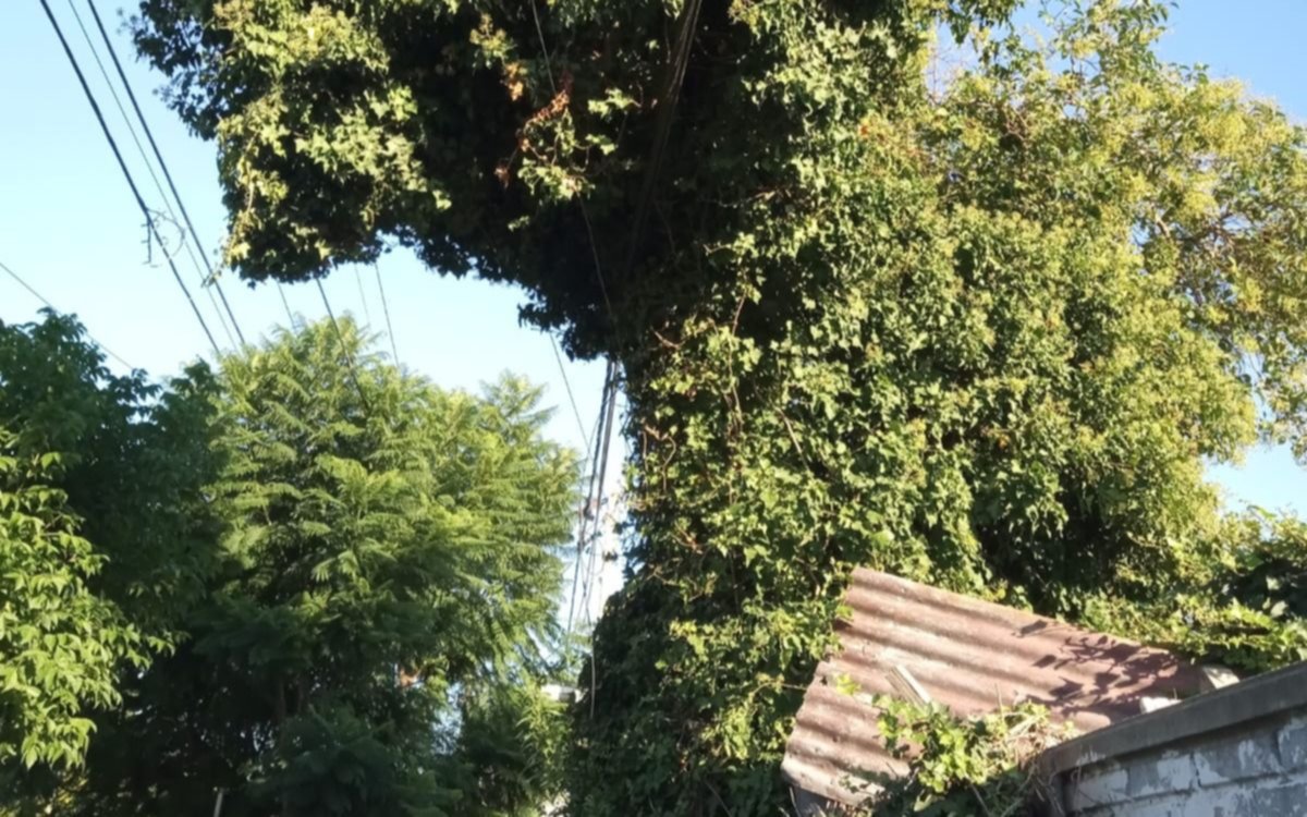 Temor en un barrio de La Plata: un cableado sostiene a un árbol a punto de caerse