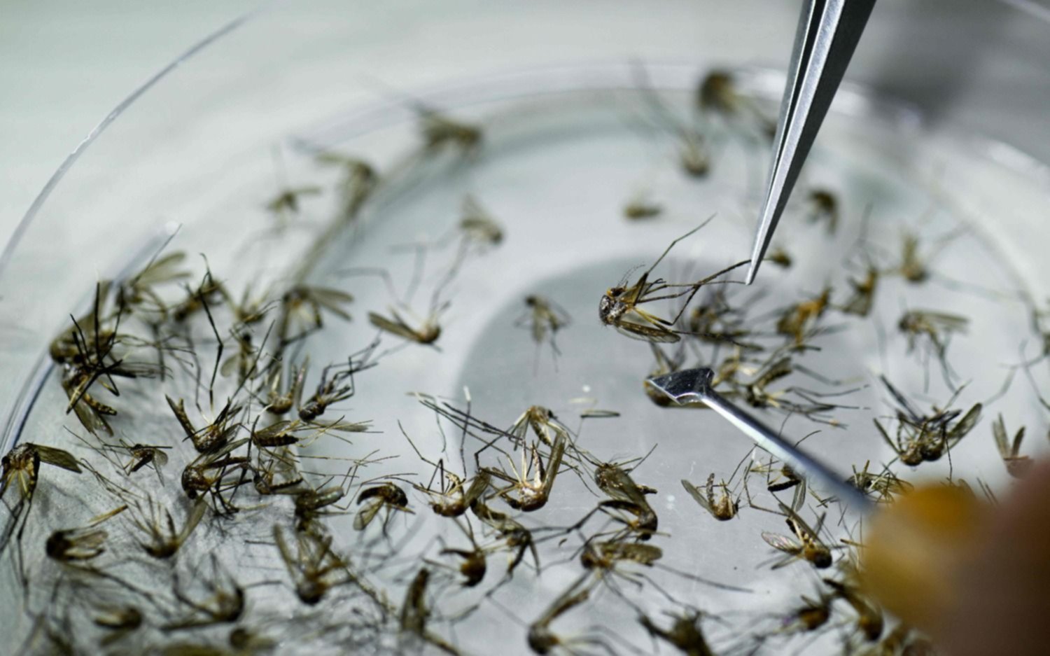 Alerta dengue: el mosquito sobrevive bajo el agua, según estudio del Conicet