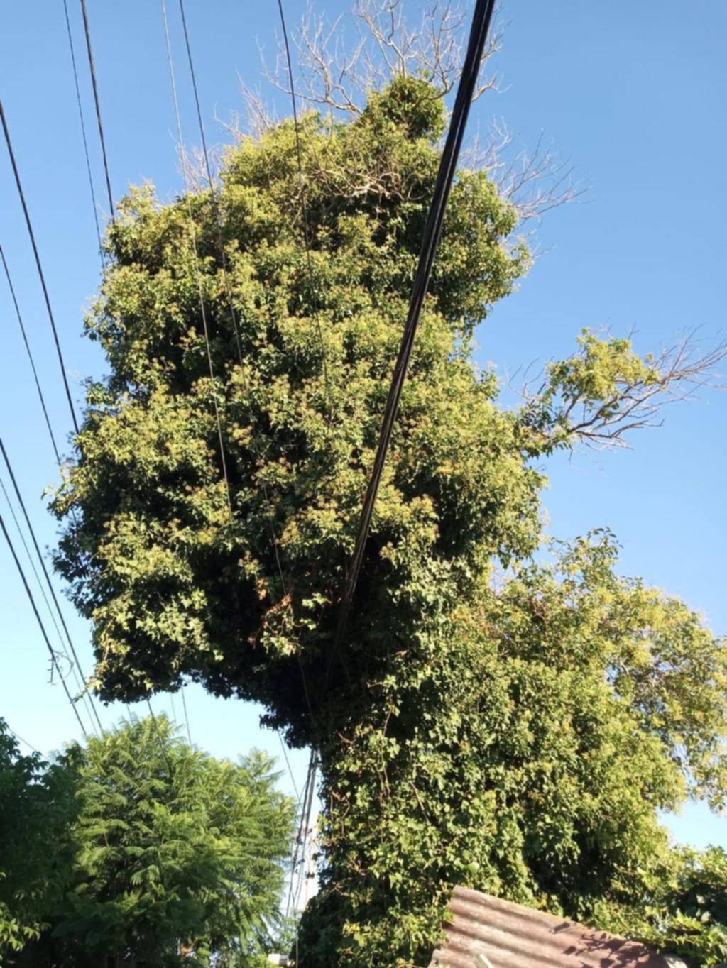 La copa del árbol, en 25 y 512 bis, sobre los cables