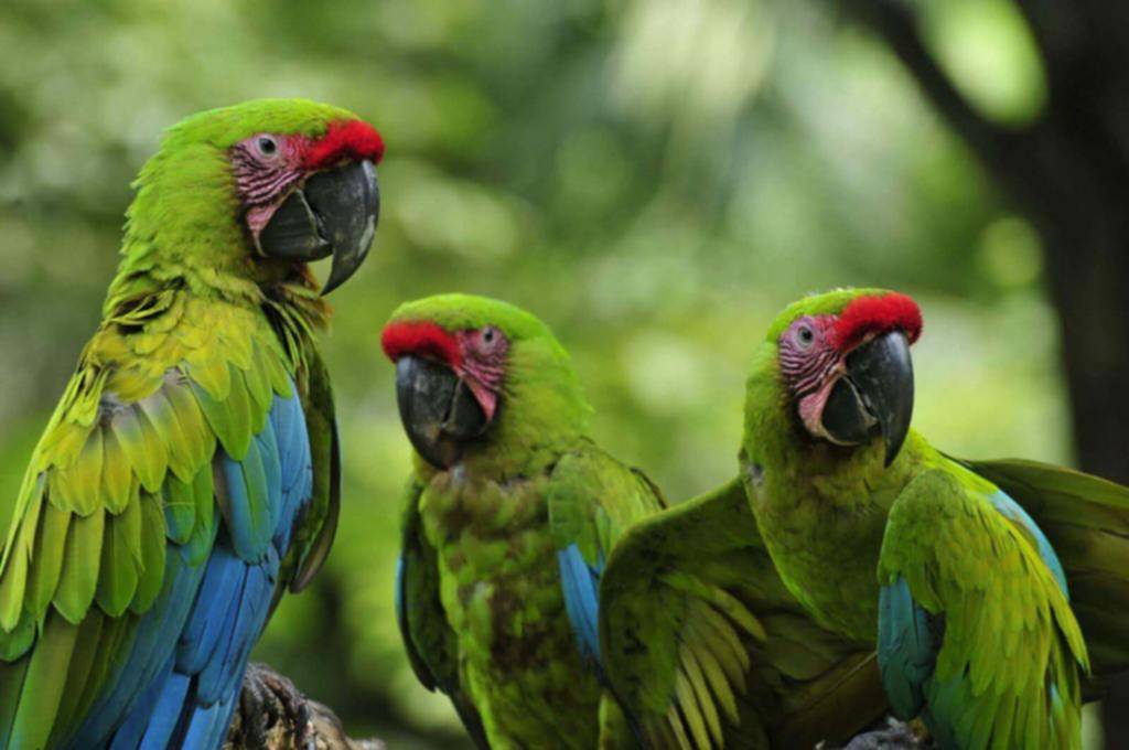 Los esperanzadores hallazgos para la conservación de la Lapa verde en Costa Rica