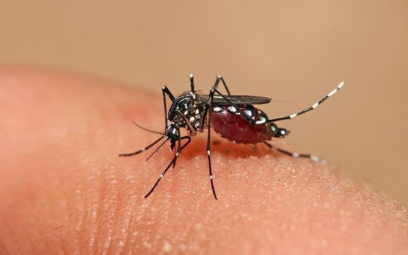 Brote de dengue en Argentina: confirmaron 129 muertes y hay más de 180 mil casos registrados