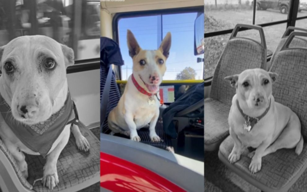 Falleció "Corchito", el perro que se hizo viral en La Plata por viajar arriba del micro: "Me parte el alma"