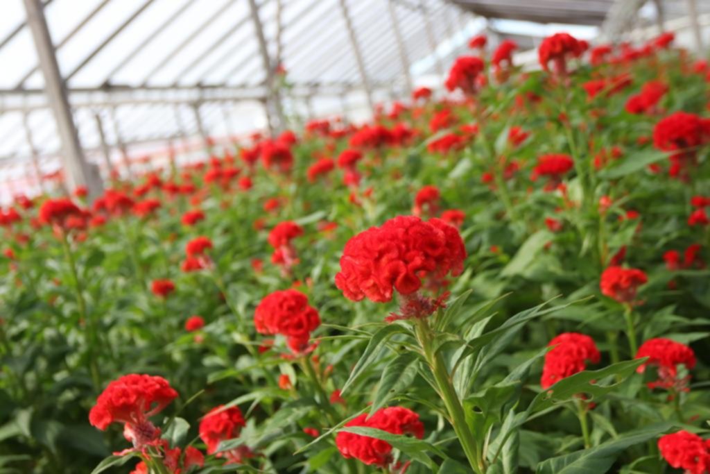 Siete de cada diez flores que se venden en el país crecen de La Plata