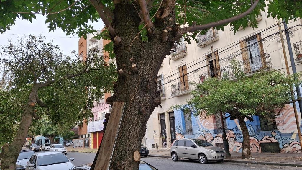 El arbolado, del castigo del clima a intervenciones para la polémica