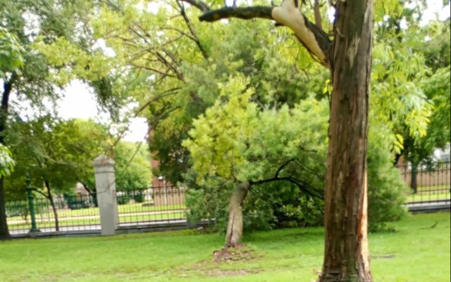 Así quedó Parque Saavedra tras el temporal: árboles y postes caídos