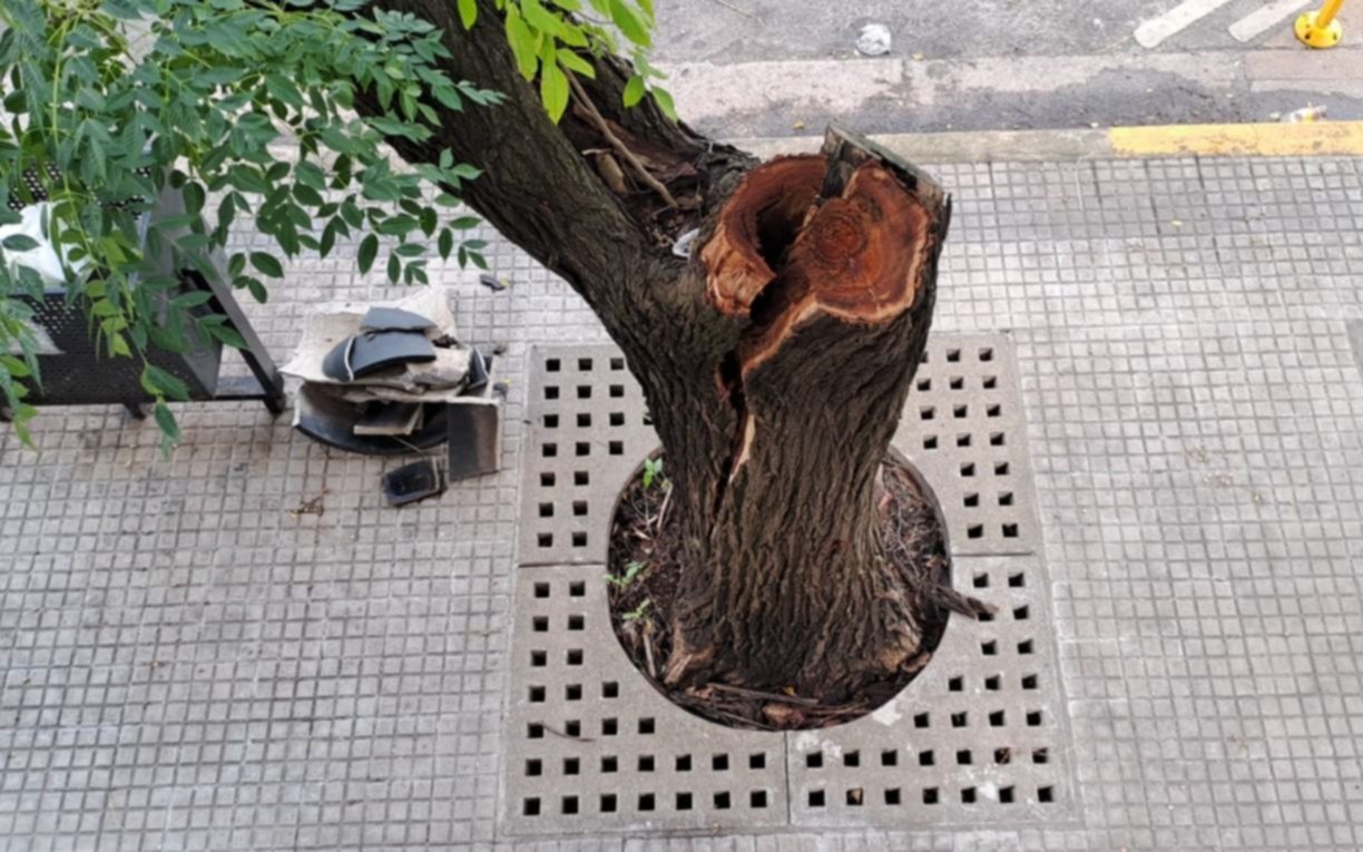 Árbol partido, a punto de caerse en Parque San Martín
