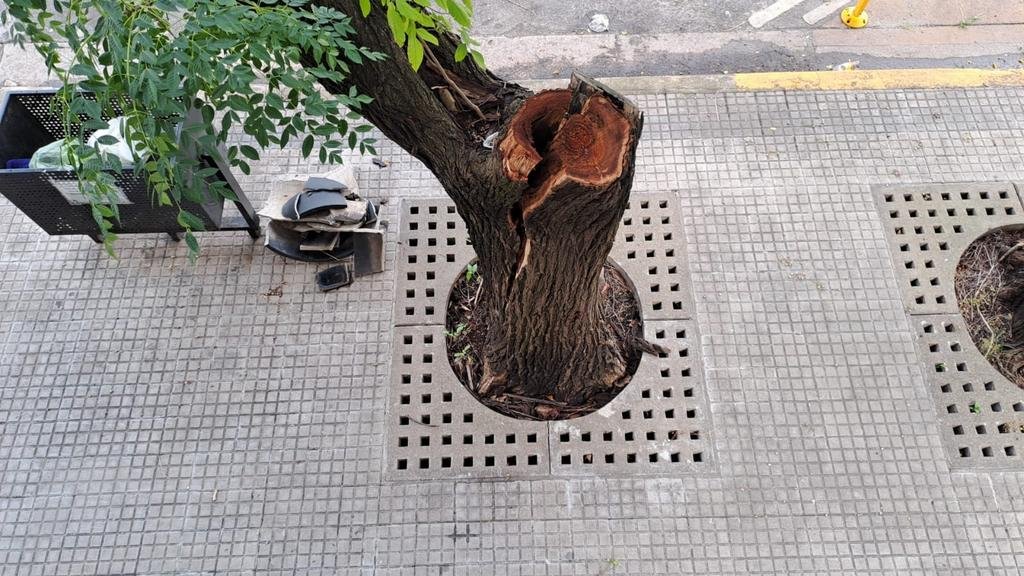 En 50 entre 23 y 24, un árbol “está avisando” que se va a partir: un peligro