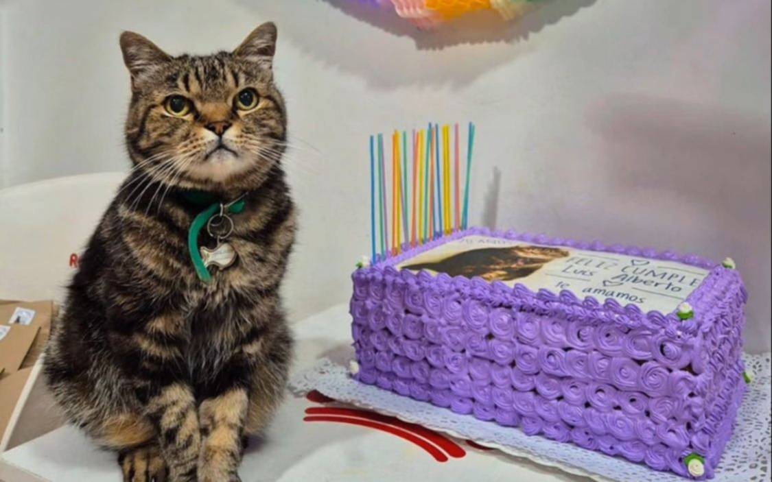 Con torta y todo: le festejaron el cumple 20 a Luis Alberto, el gato "gerente general" de calle 12 en La Plata