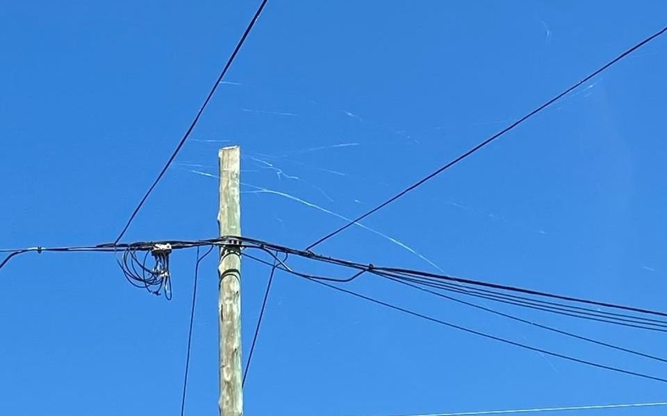 La Plata invadida por la "baba del diablo": el extraño fenómeno que apareció tras la lluvia y con el calor
