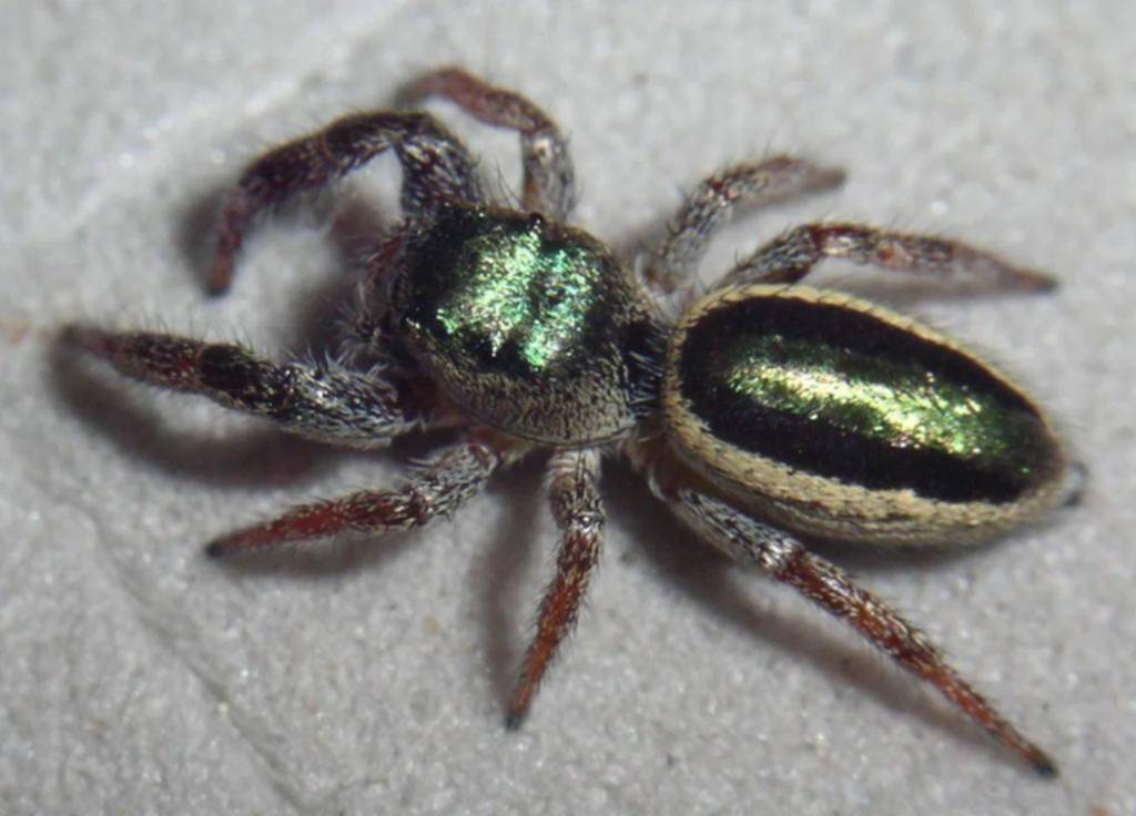 La única araña del mundo (casi) vegetariana