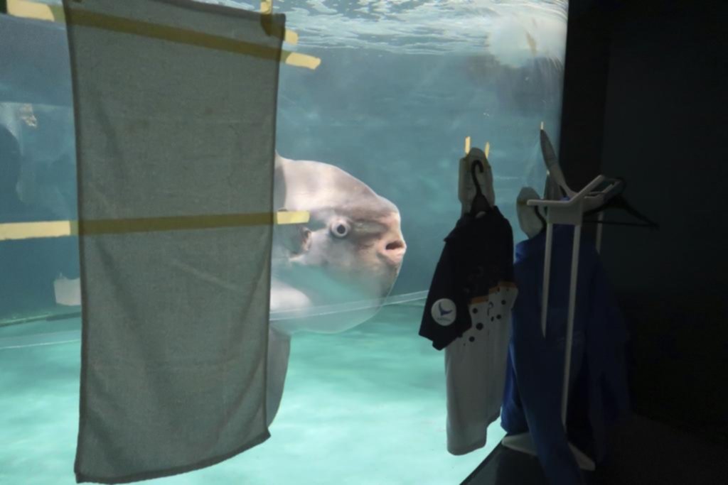 Pez deprimido: se enfermó de tristeza en un acuario por no tener visitas