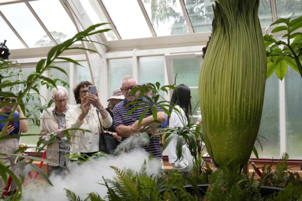 Putricia: la planta con olor fétido que atrae multitudes