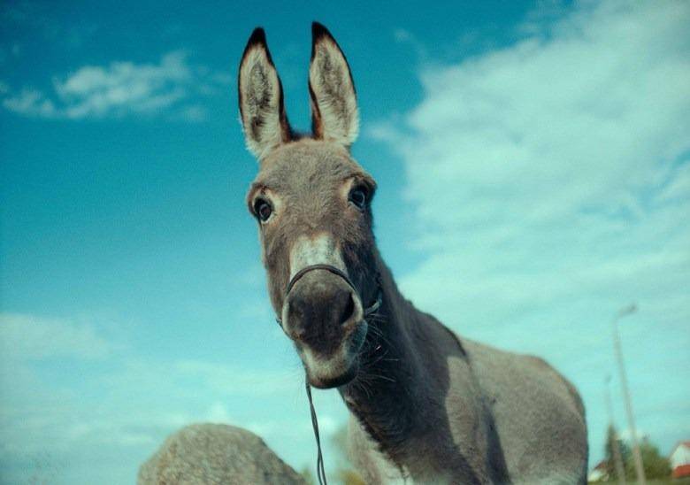 “EO”: la odisea de un burro