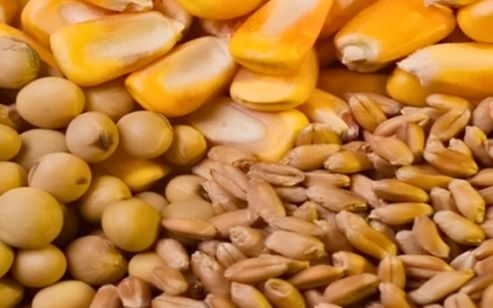 Modifican el registro de cultivares en Argentina y especialistas advierten sobre sus consecuencias