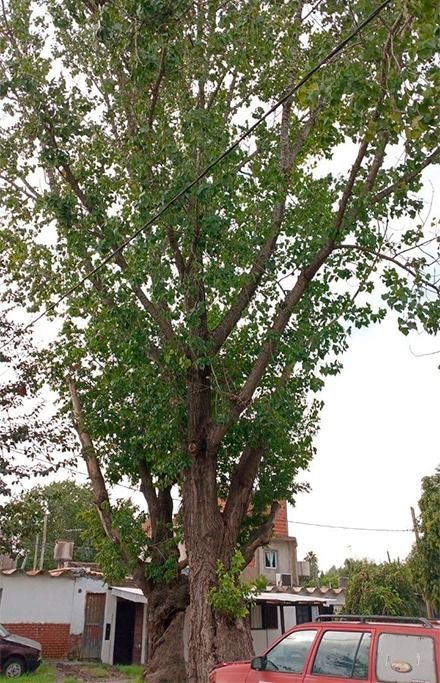 Un árbol creció y temen que caiga sobre las casas