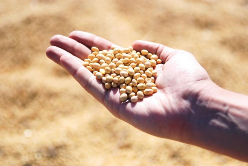 Soja: un grano alto en proteínas