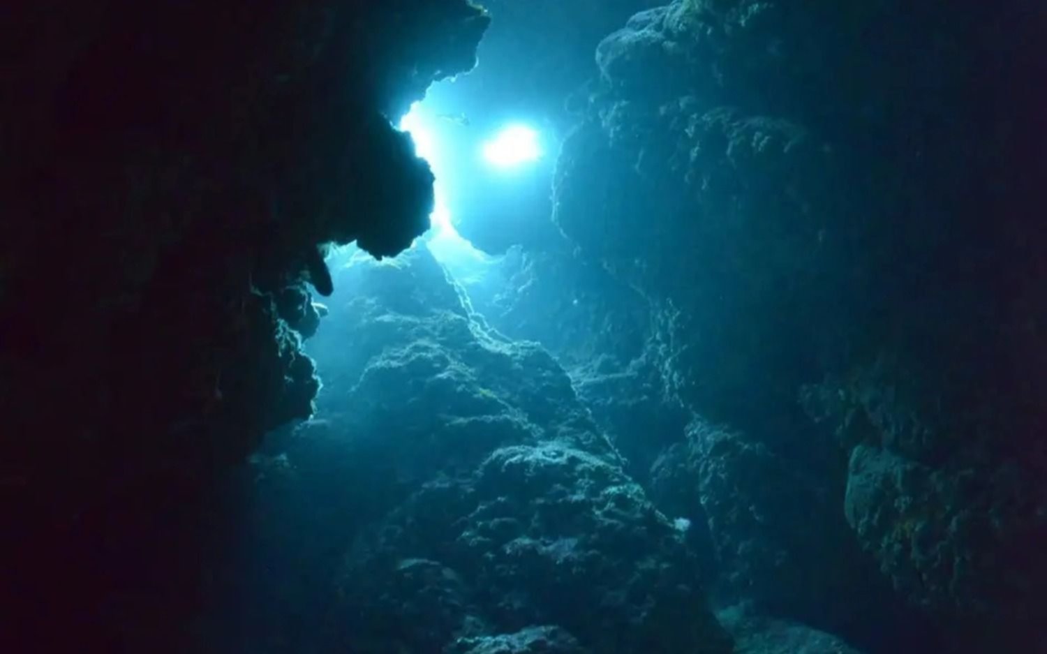 El asombroso hallazgo de una nueva especie en el fondo del mar: piel translúcida y tentáculos