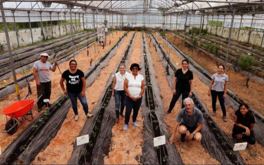 Incrementar la producción del tomate: una investigación platense que se expande por el país