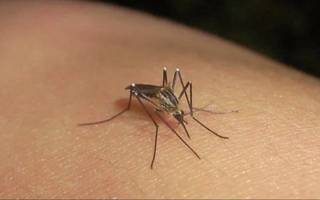 Qué se sabe de la nueva invasión de mosquitos en La Plata: "Las lluvias favorecieron la reproducción"