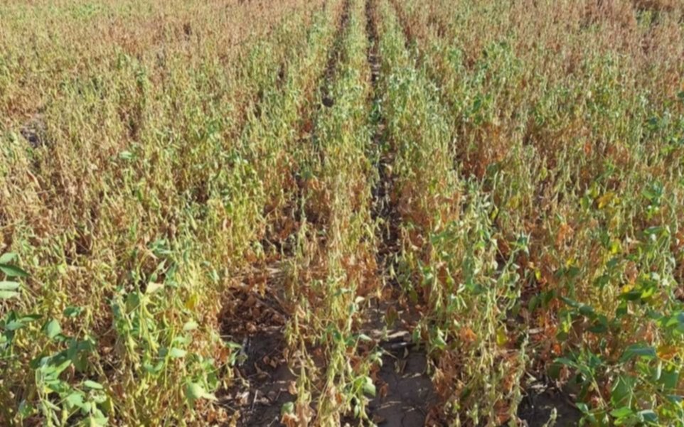 La sequía en el norte del país reduce en un millón de toneladas la cosecha de soja
