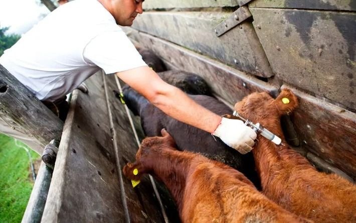 La vacunación contra la fiebre aftosa avanza sin inconvenientes en Pergamino