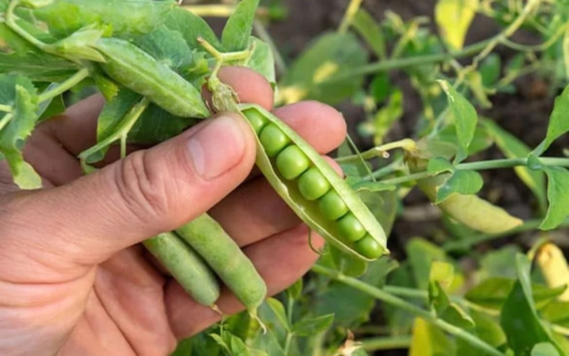 Argentina impulsa el crecimiento del cultivo de legumbres